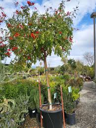 Image result for Tecomaria