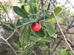 Image result for Diospyros lycioides