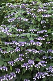 Image result for Nesaea aspera