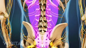 In fact, the facet joints receive their nerve supply from the medial branch of the dorsal rami (bogduk 1997). Surgery For Lumbar Facet Joint Disorders