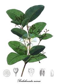 Image result for Lauraceae