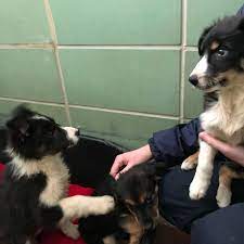 Smooth collie coats don't tend to mat. This Is A Horrible Abandonment Pup Dies After Four Border Collie Cross Puppies Found In Freezing Guildford Ditch Surrey Live