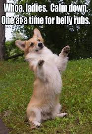 20 Corgi Memes To Make You Wonder What Did We Do To Deserve Them Cutesypooh Corgi Memes Funny Animals Funny Animal Memes