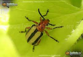 A head, a thorax, and an abdomen. Three Lined Potato Beetle Lema Trilinea