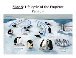 They survive—breeding, raising young, and eating—by relying on a number each penguin egg's father balances it on his feet and covers it with his brood pouch, a very warm layer of feathered skin designed to keep the egg cozy. Moosa Khokhar Emperor Penguin