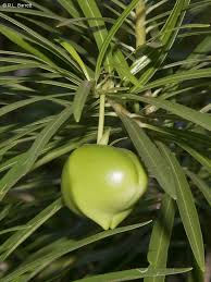 Image result for Cascabela