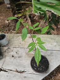 Image result for Gonatopus