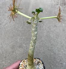Image result for Dorstenia