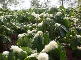 Image result for Coffea canephora