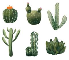 Image result for Cactaceae
