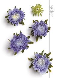 Because she was the goddess of love, venus was very important to new brides. Flower Meanings