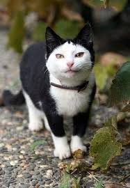 Black And White Cat With Pink Nose Happy Black And White Cat Cute Animals Animals Pretty Cats