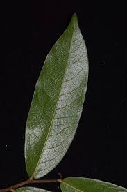 Image result for Annonaceae