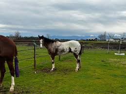 Profile for B Squared Performance Horses