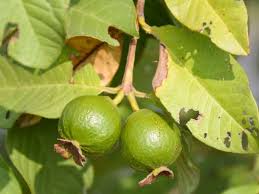 Dile Adios A Las Lombrices Con Guayaba