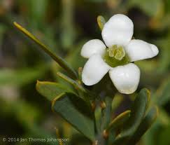 Image result for Montiniaceae