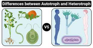 14 Differences Between Autotroph And Heterotroph Autotroph Vs Heterotroph Nitrogen Fixation Chemical Energy Abiotic