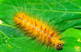 Black And Yellow Striped Caterpillar Georgia Sycamore Moth Caterpillar Wildlife Gardening Moth