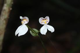 Image result for Disperis virginalis