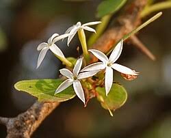 Image result for Carissa