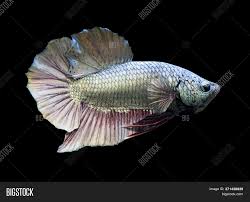 17 types of fancy halfmoon plakats is a third videos that i created to know how many types of fancy halfmoon 10 jenis halfmoon plakat betta mantap (hmpk) this video was made purely for fun. Betta Copper Halfmoon Image Photo Free Trial Bigstock