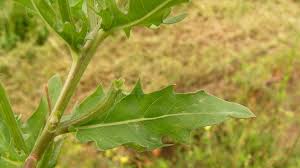 Image result for Nectaropetalum