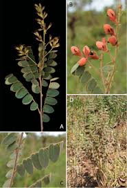Image result for Cnestis polyphylla