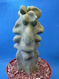 You will receive one totem pole cactus, 6 to 12 tall. Totem Pole Cactus How To Care For Pachycereus Schottii F Monstrosus