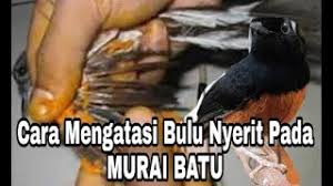Subcribe saja.otomatis video terbaru akan muncul di pemberitahuan di hp anda.tanpa di pungut biaya.jangan lupa klik like. Cara Mengatasi Bulu Nyerit Pada Murai Batu Youtube