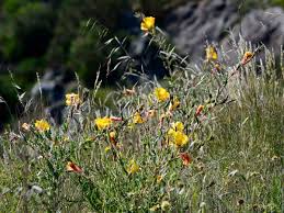 Image result for Oenothera indecora