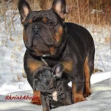 This is our lilac and tan merle french bulldog stud bingo. Pin On Rare Unique Colored And Coated Canines