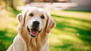 This name sounds well if you call your smart dog! 40 Movie Character Names For Film Lovers To Call Their Pup Better Homes Gardens