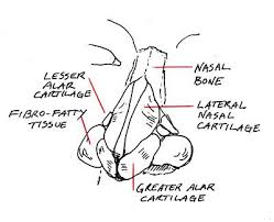 Long bones, short bones, flat bones, irregular bones, sesamoid. A Simple Guide To Drawing Noses