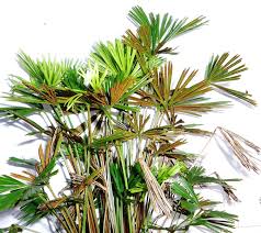 Image result for Actiniopteris radiata