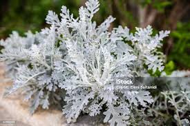 Image result for Senecio ruwenzoriensis