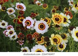 Image result for Glebionis carinata `German Flag`