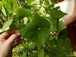 Image result for Rhynchosia hirta