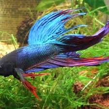 The cookie settings on this website are set to allow cookies to give you the best browsing experience possible. 5 Best Fish For A Small Tank Pethelpful