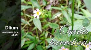 Image result for Oxalis barrelieri