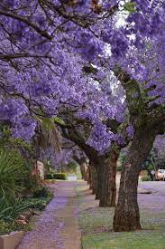 La saintpaulia o violetta africana, invece, ha fiori bianchi, rosa, viola o blu e fiorisce per molte settimane. Pin Di Ivana Letizia Su Le Foto Piu Belle Della Natura Paesaggi Alberi In Fiore Piante Di Casa