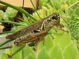 Eol has data for 9 attributes , including: Red Legged Grasshopper Common Insects Of Order Orthoptera Found On The Maine Coast Inaturalist