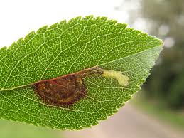 Image result for Stigmella prunetorum