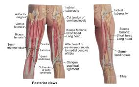 Knee joint tendonitis often follows injuries or overuse of the tendon and muscles following repeated movements caused by muscle contraction resulting in pull of the tendon. Why Stretching Your Hamstrings Won T Help Your Back Pain In Fact It S Making It Worse Pt
