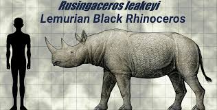 Image result for Rinorea laurentii