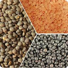 We did not find results for: Lentilles Ferme Des Mille Epis En Normandie