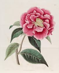 V 13 1827 The Botanical Register Biodiversity Heritage Library Camellia Botanical Prints Botanical Art Botanical Flowers