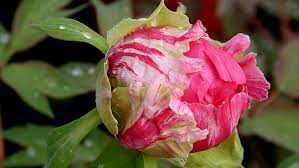 Wir von heimwerker.de erklären ihnen pfingstrosen brauchen nur den richtigen standort, dann können sie dort jahrzehntelang freude. Baumpfingstrose Paeonia Suffruticosa Hauenstein Ag