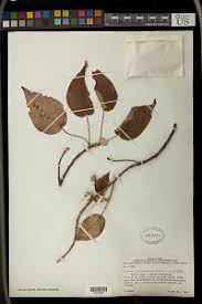 Image result for Crotonogynopsis australis