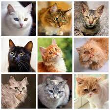 400 Cat Names The Only List You Ll Need To Find The Perfect Name