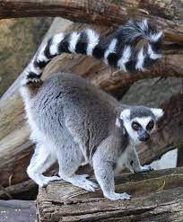 Ring Tailed Lemur Lemur Animal Tails Pet Birds